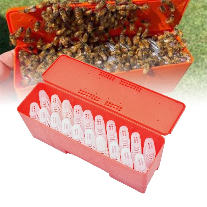 

Beekeeping Tolls Queen Bees Shipping Box with 20 PCS JZ-BZ Bee Cages Queen Rearing Prisoner King Cage Queen Cell Incubator