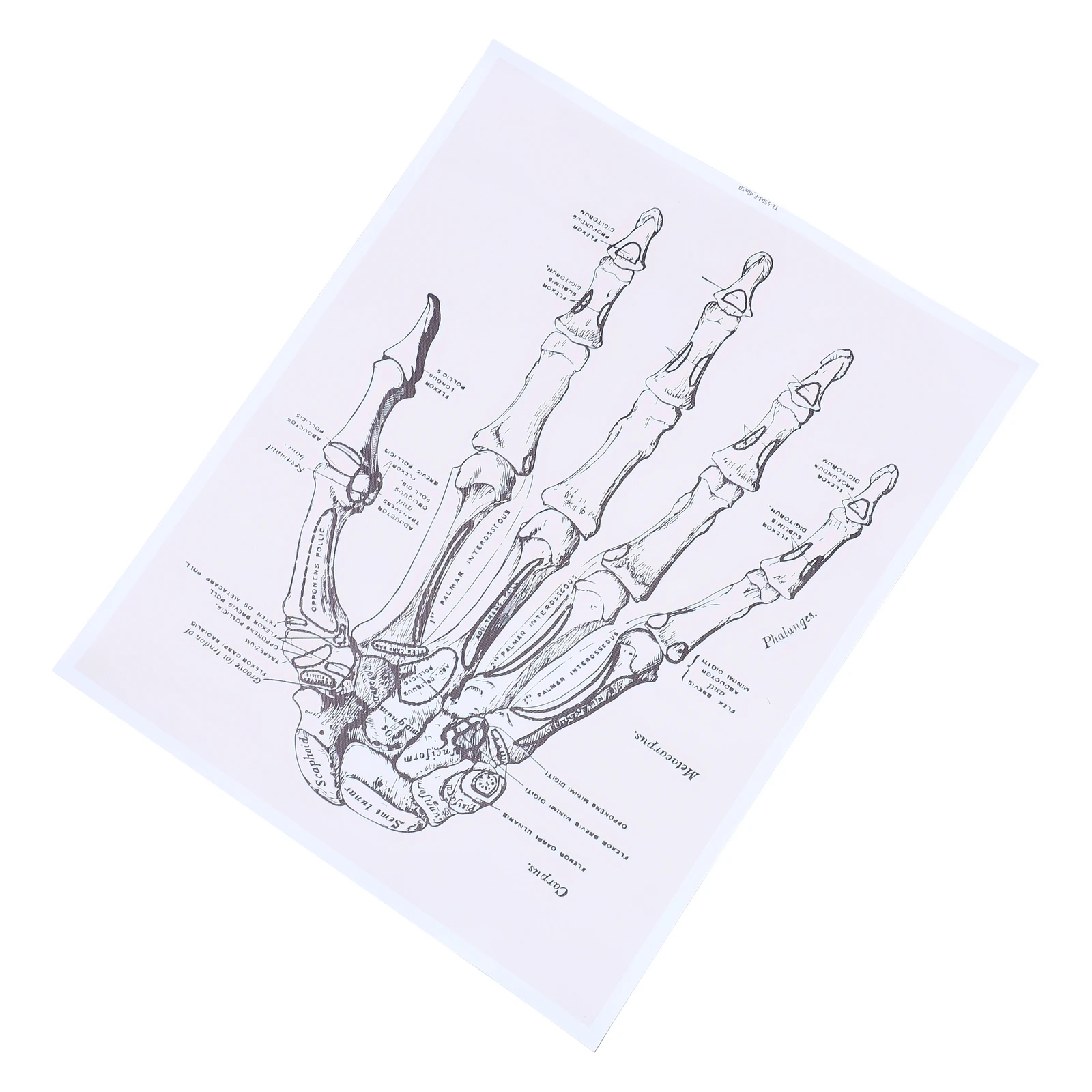 

Human Anatomy Chart Medical Teaching Aids Body Poster For School Classroom Laboratory Hand Anatomical Painting Clear