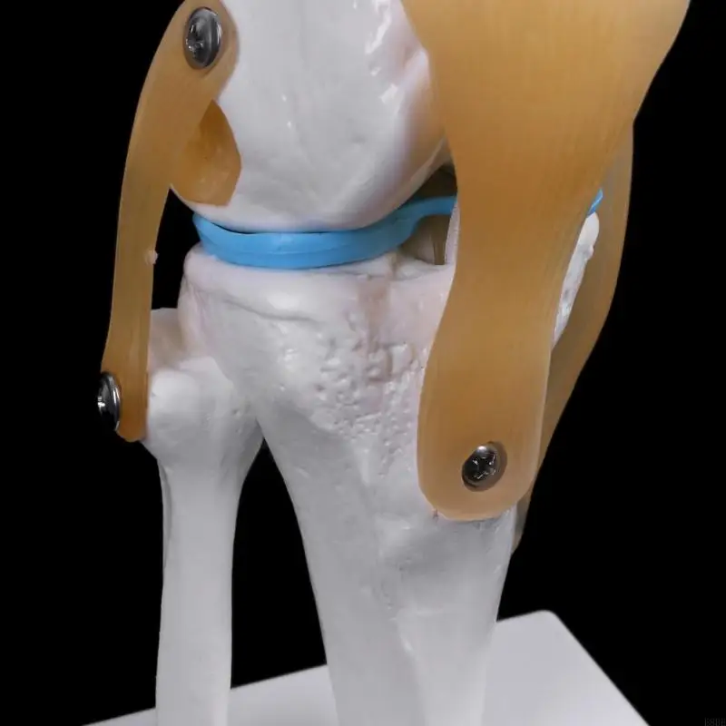 E8BE Анатомическое коленное сустав e8be