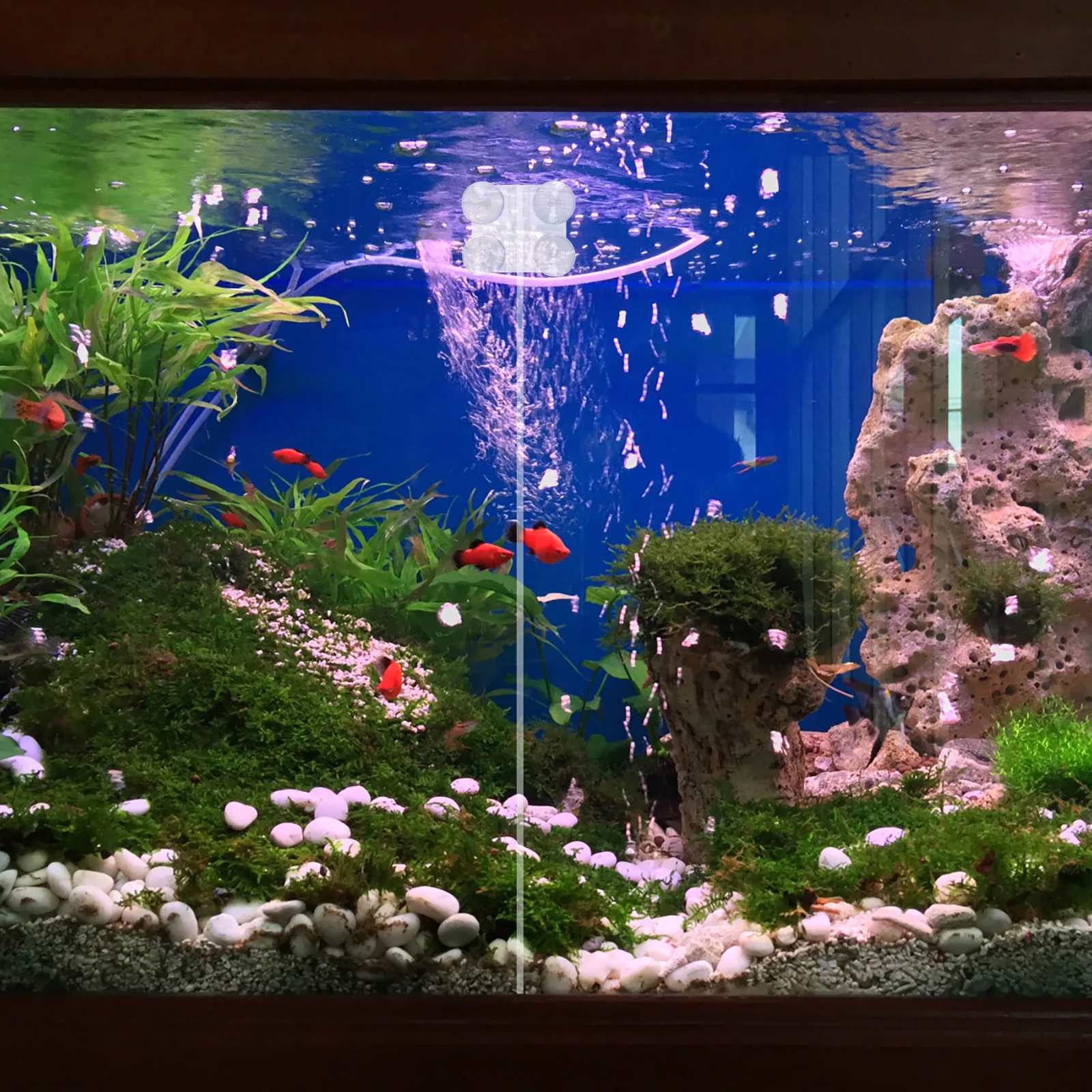 

2Pcs Acrylic Suction Cup Clips Fish Tank Divider Aquarium Isolation Clips Durable Easy InstallWide Used Pet Supplies