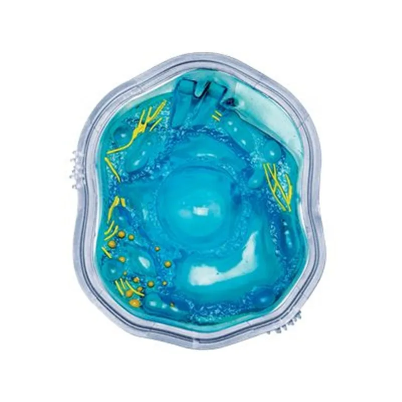 4D MASTER Biology Animal Cells Organ Anatomical Model  Medical Teaching  Puzzled Toys