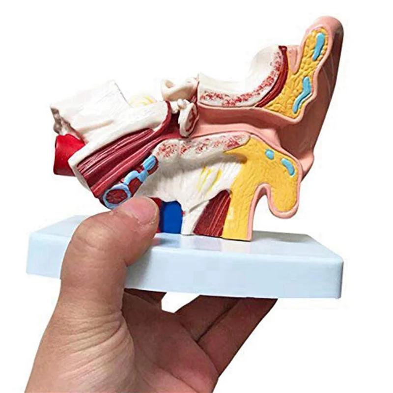 SB-5X 1.5X Human Ear Anatomy Model - Professional Desktop Inner Ear Structure Simulation Model For Education