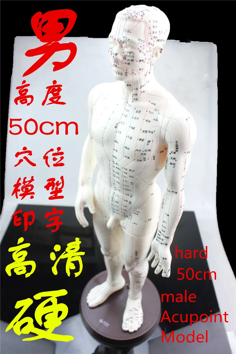 

HD clear hard human Acupuncture Model 50cm male with Base Human acupuncture meridians model Acupoint Model Acupuncture massage