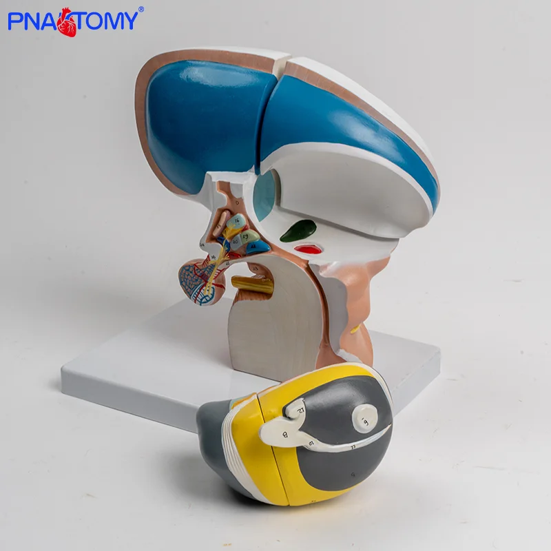 Human Thalamus Model 4-part Interbrain Intuitive Brain Teaching Model