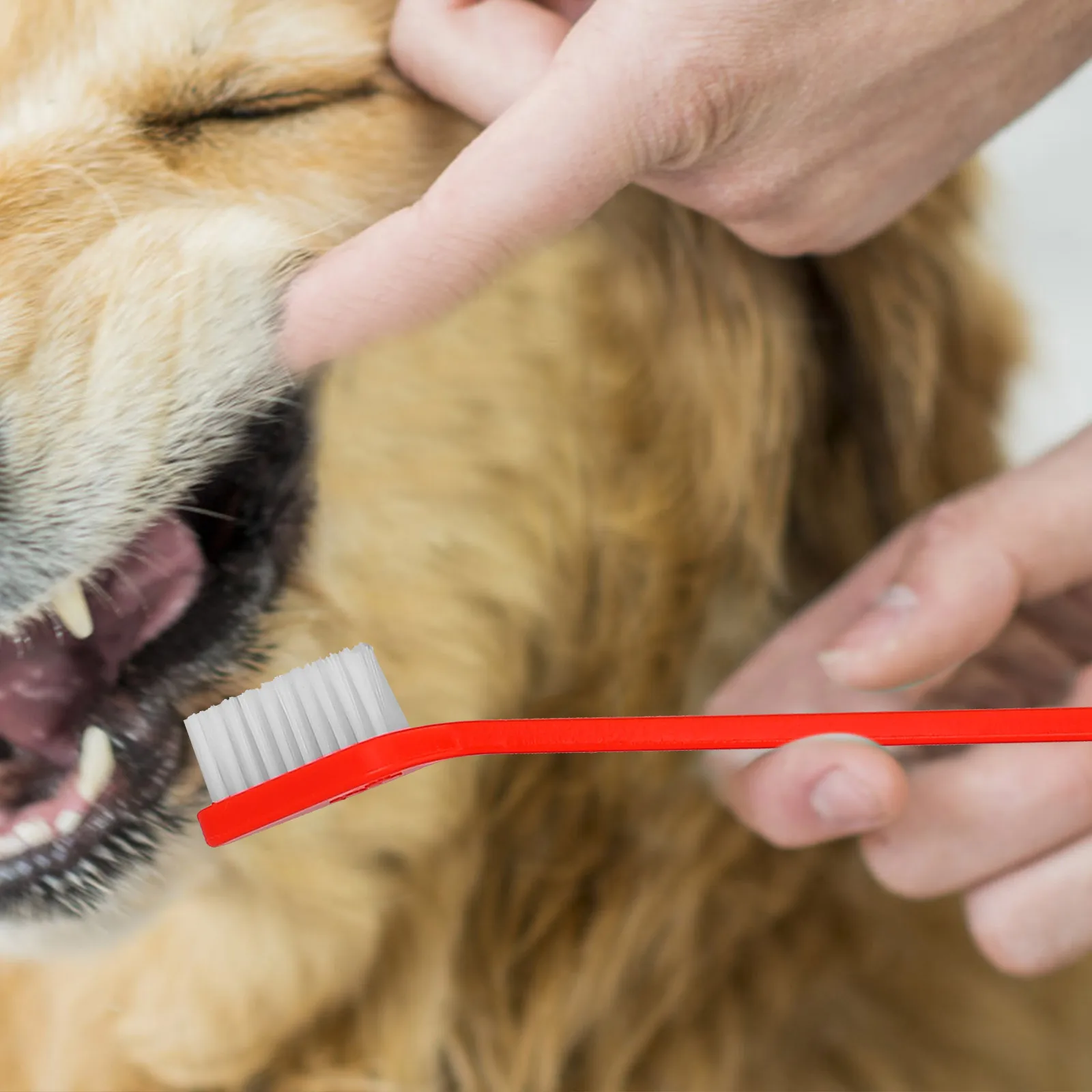 

Pet Toothbrush Pack Dual headed Dog Finger Brush for Cats Dogs Teacup Yorkie Long H Plaque Removal al Care