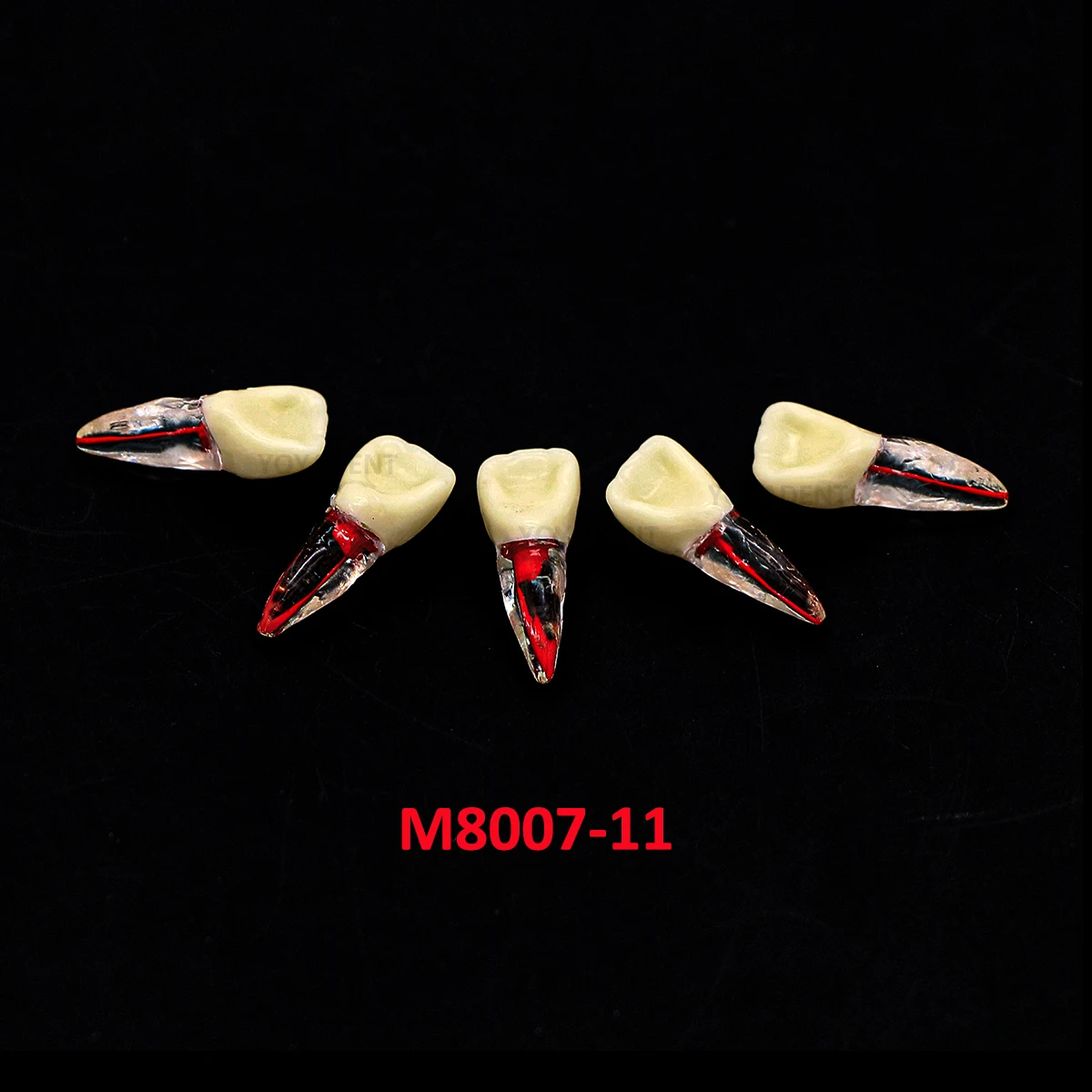 Dental Endo Teeth Root Canal Model Endodontic RCT Practice Model Block Pulp Cavity for Study Teaching M8007