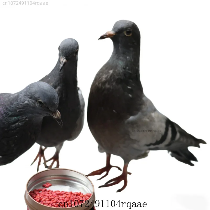 Realistic Simulation Pigeon Duck Miniature Model Lifelike Bird Statue Real Feathers Handmade Desktop Home Decor Collectible Gift