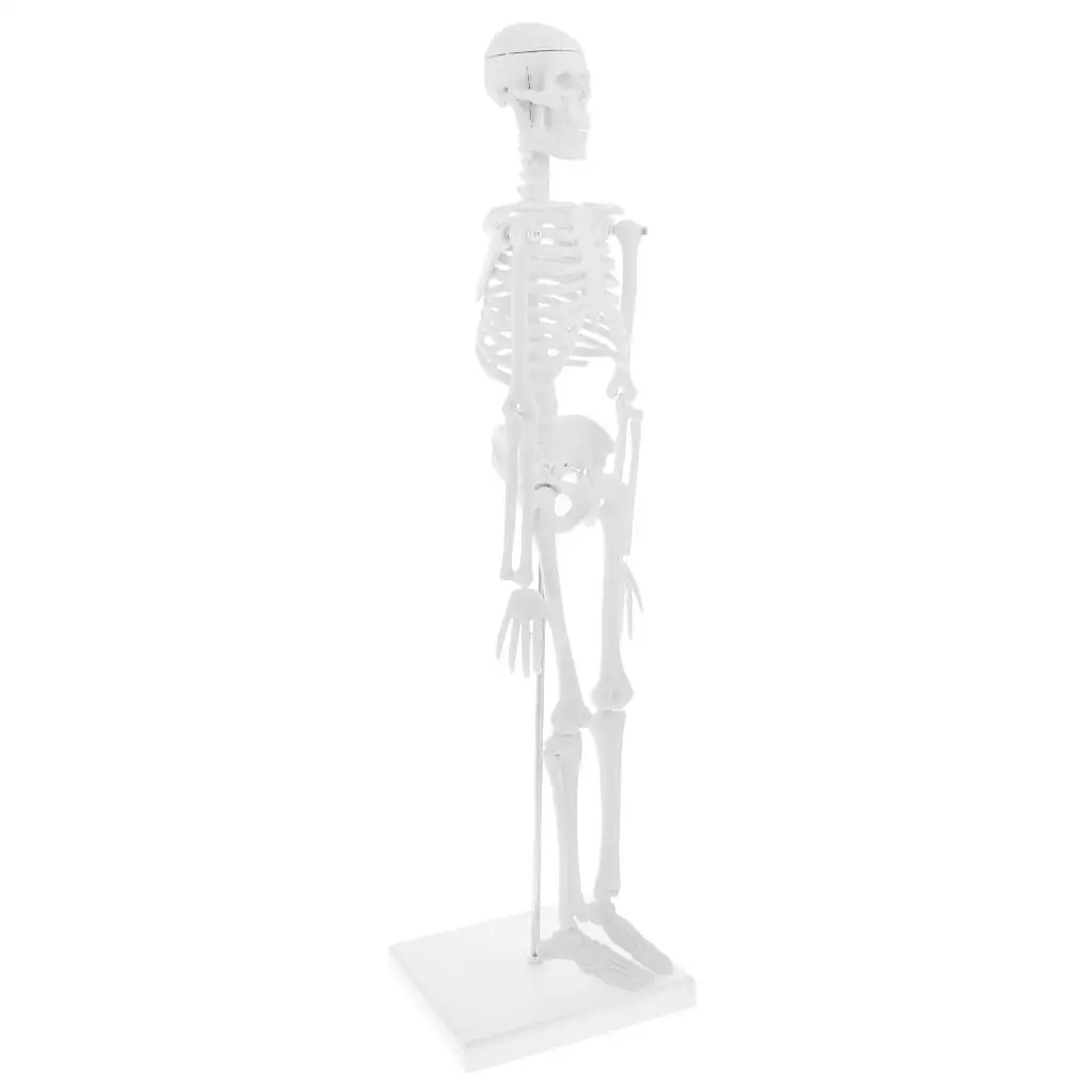 Life Size 45cm Human Body Skeleton Model with Stand, Movable