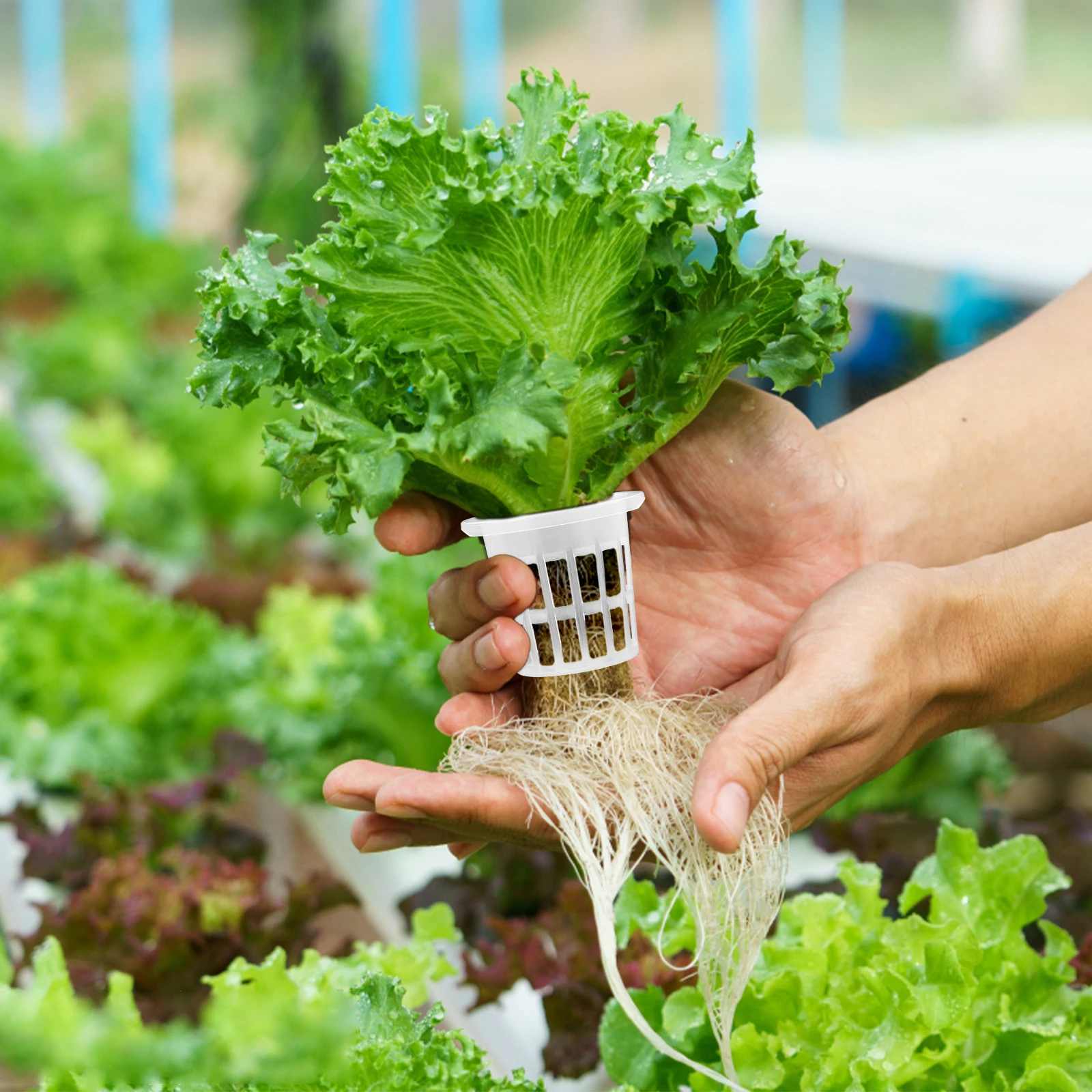 

50 Pcs Planting Baskets Hydroponic Nursery Soilless Cultivation Cups Plastic Growth Containers Gardening Seedling Starters