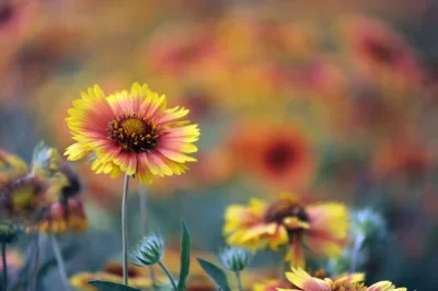 

4pcs RC Wheel & Tire Set (17mm Hex) for ARRMA 1/7 Felony 6S BLX FSR RC Car Upgrade Part Road Racing Wheel & Tire Replacement Kit