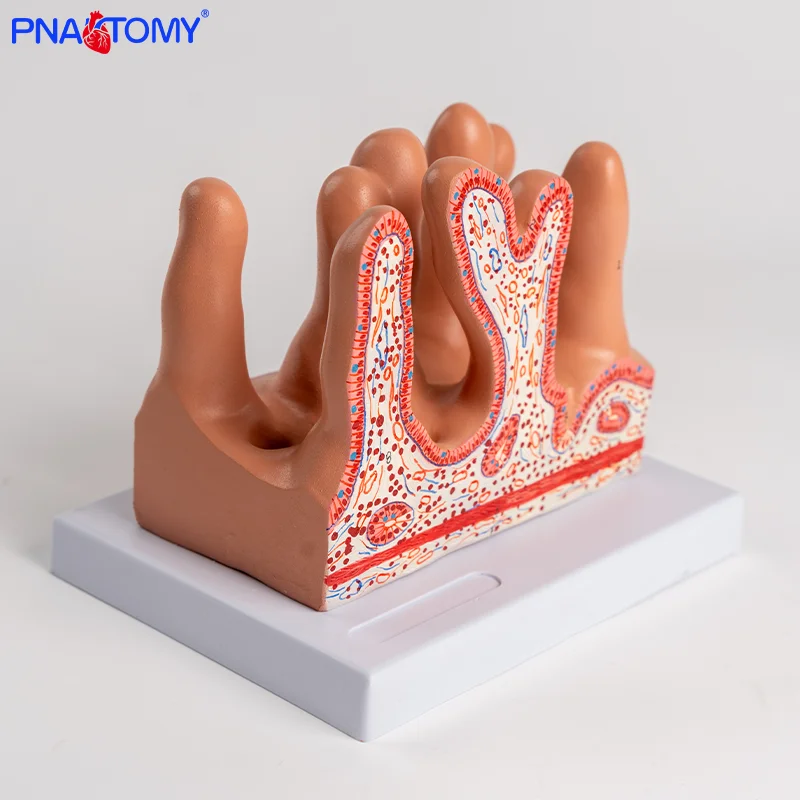 

Intestinal Villi Model Human Intestinal Villi Intestinal Villi Tissue Model Anatomical Cross-section