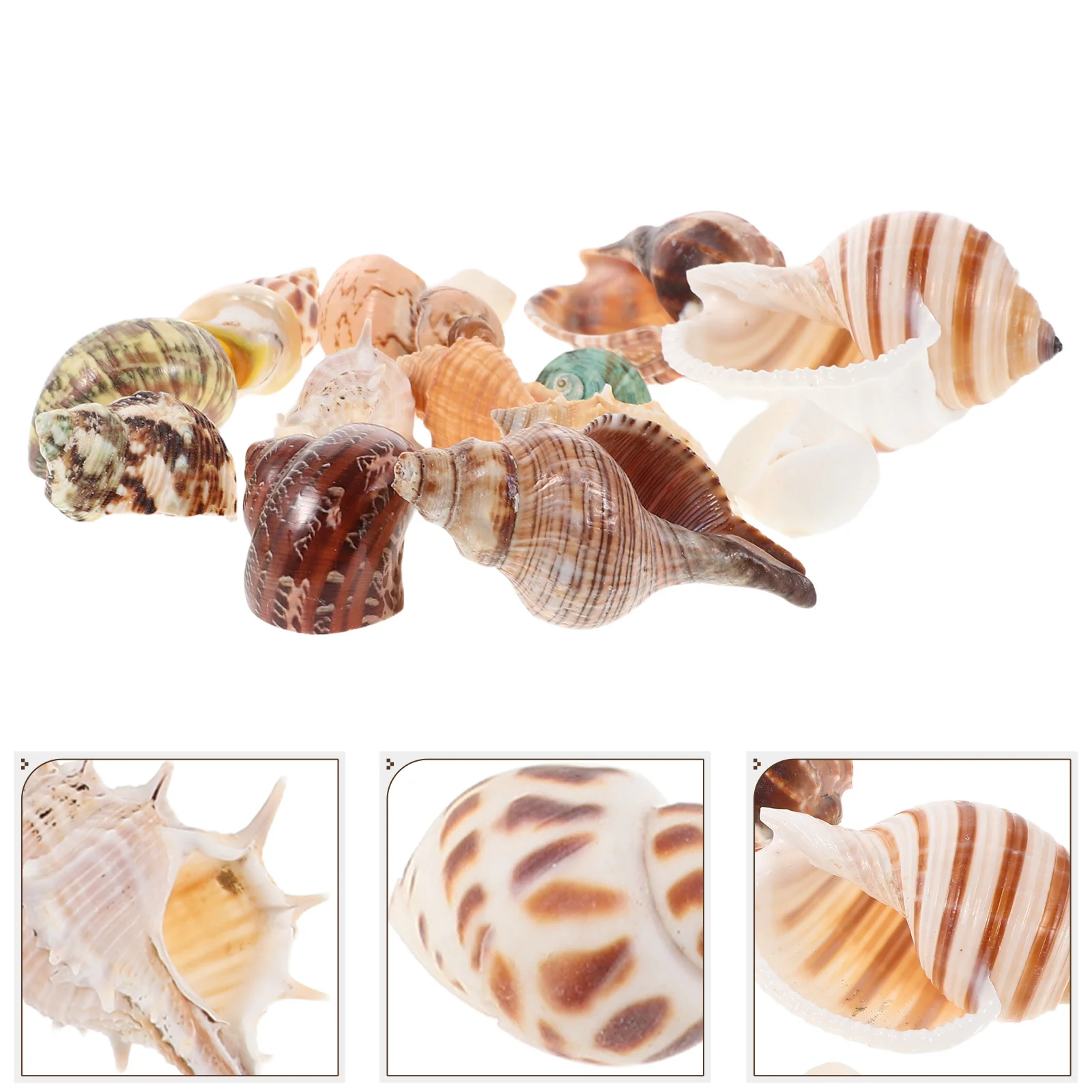 

15pcs Aquarium Decorations Natural Conch Shells Colorful Seashells For Fish Tank Landscape Ornament Ocean Theme Vase Filler