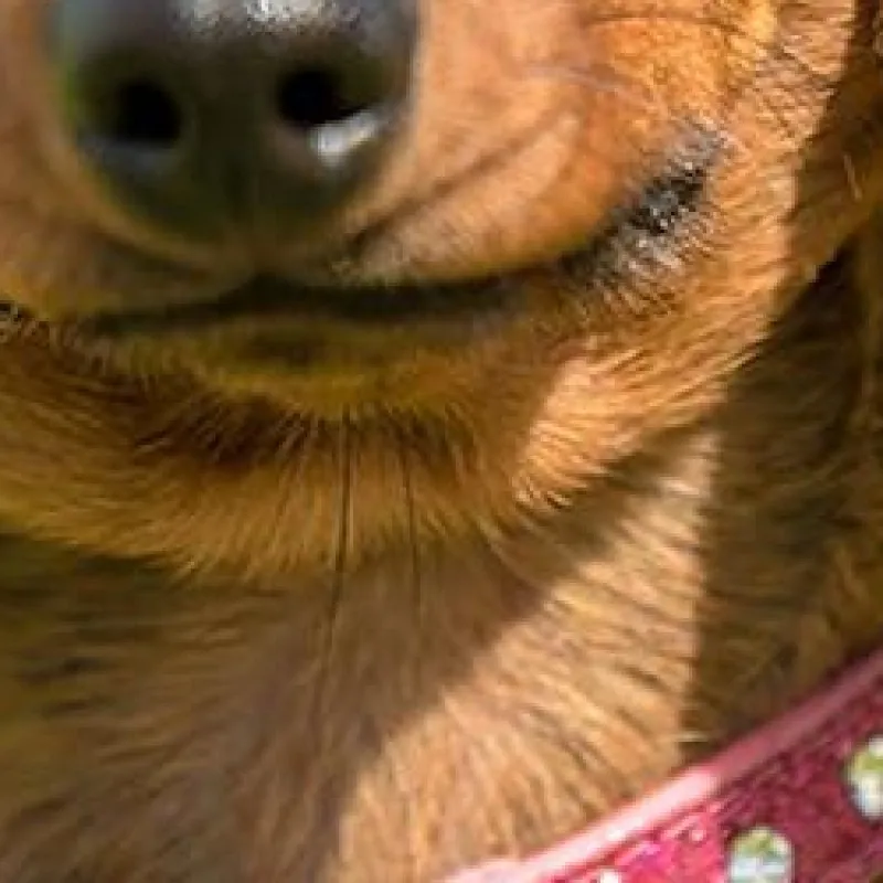 

For Case Dog Cat Collar GPS Finder Protective Case Waterproof For Dog Collar Holder Pet Collar Case Silicone