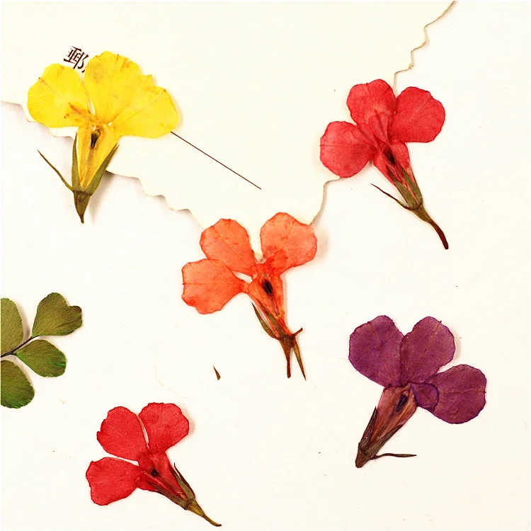 24PCS,Nature Pressed Lobelia flowers,Real Touch Flower Petals for DIY Candles Craft Bookmark Gift Card,Flores Facial Decoration