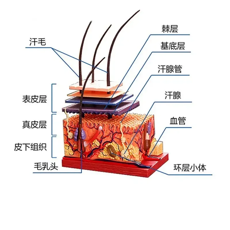 4D MASTER puzzle assembly toy: Anatomical model of human skin and hair organs, medical teaching DIY