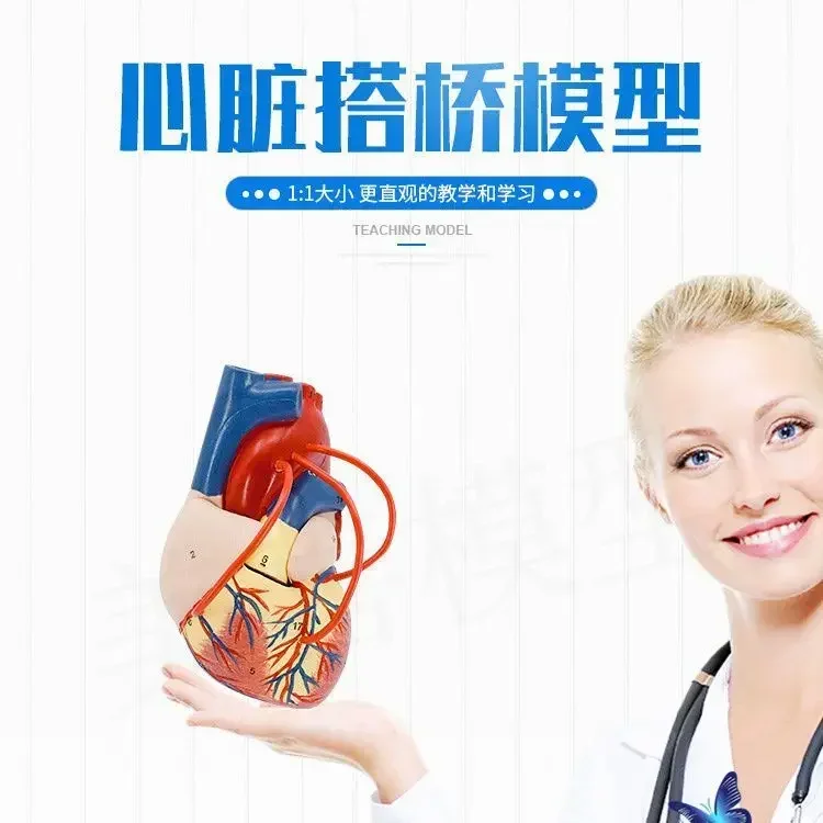 A 1.5x Magnification Of Human Heart Model, Anatomical Model Of Visceral Organ Hierarchy, Hospital Cardiac Bypass