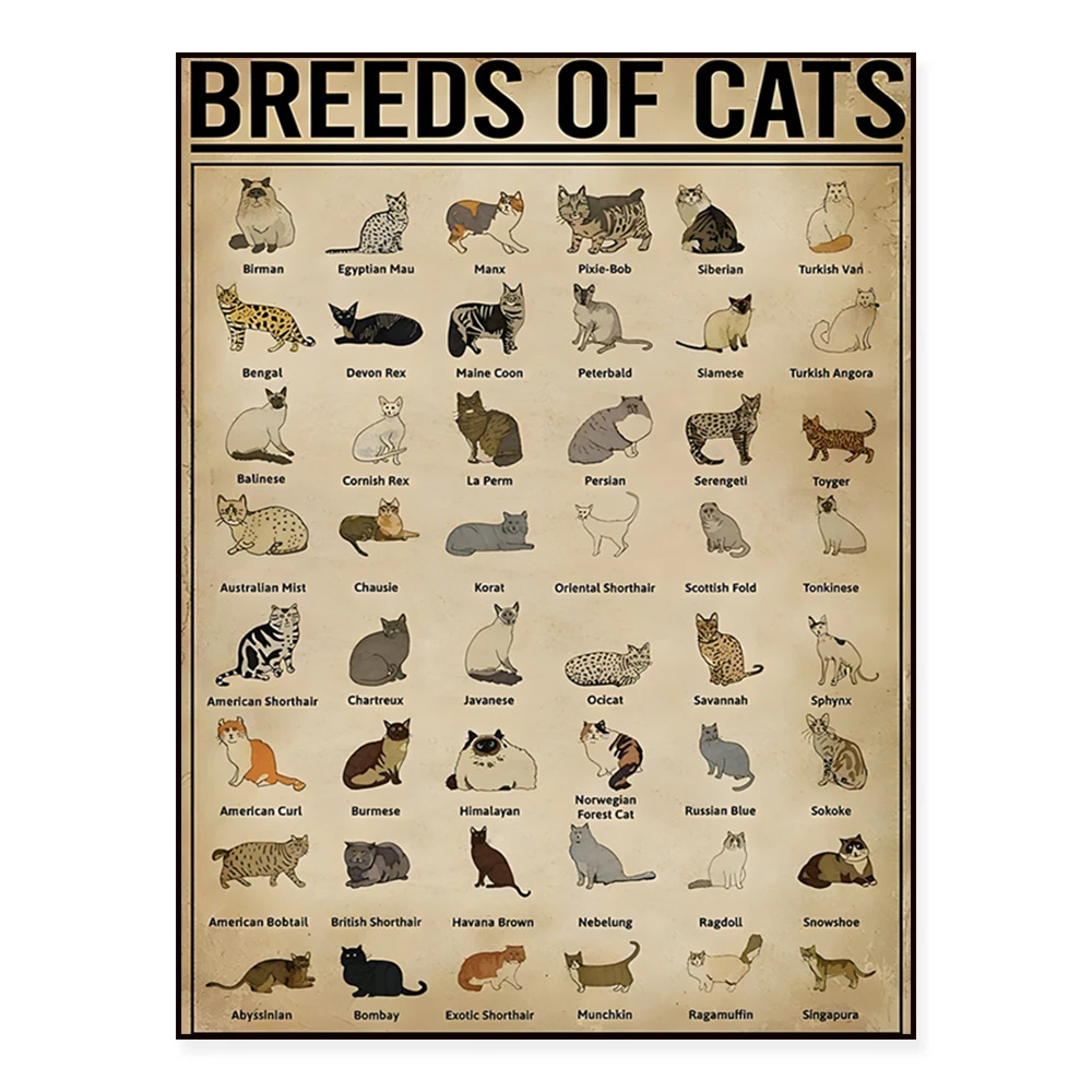 Breeds of Cats, Ragdoll Knowledge Poster, Cat Information Poster, Wall Decor Printing Home Room Decor, Gift for Cat Lovers