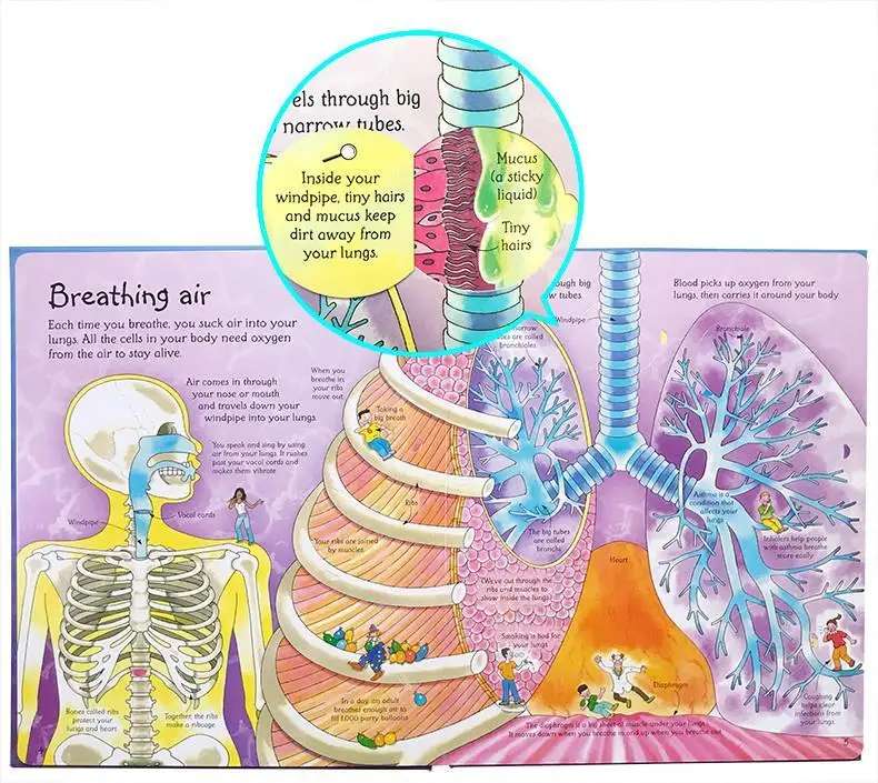 Usborne See Inside Your Body Regardez à l'intérieur pour révéler le départ du corps humain, Original anglais