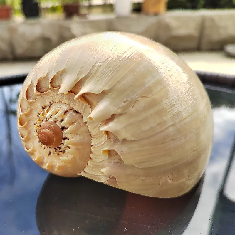 Natural Sea Conch Ornament: Featuring Yellow Volute, Spoon Shell, Hermit Crab Shell & Cowrie, Innovative Decor for Aquarium