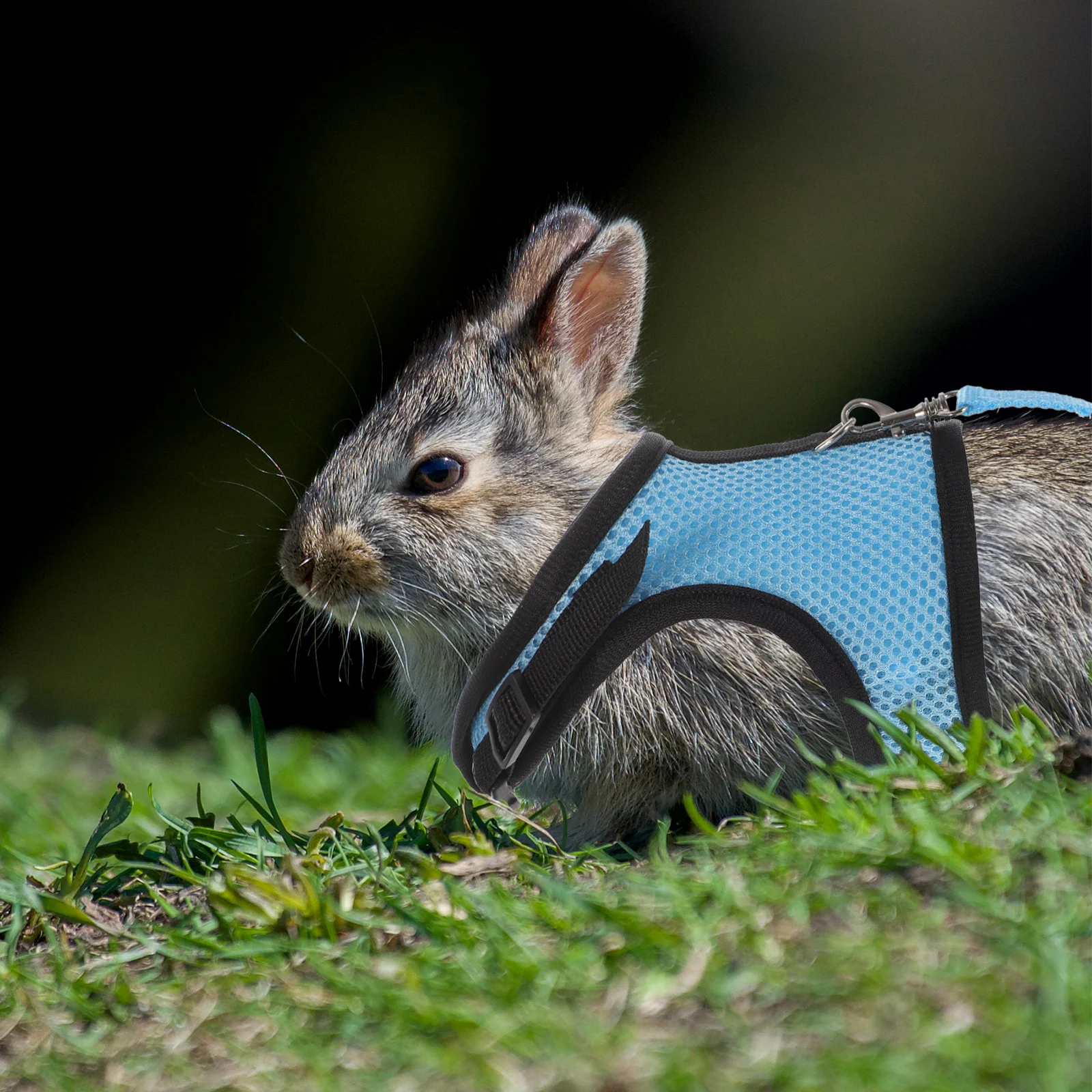 

1 set Small Pet Harness Set L Size Premium Cloth Even Pressure Guinea Pig Rabbit Hamster Traction Rope For Indoor