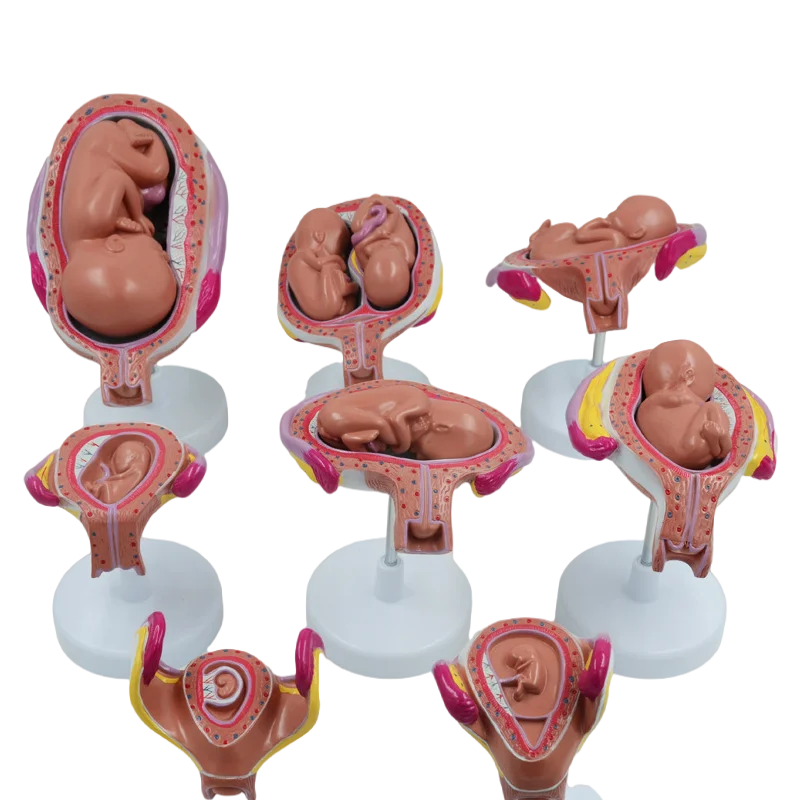 Pregnancy Embryo Development Model,Gynecological Fetal Education,Baby Fetal Development Process