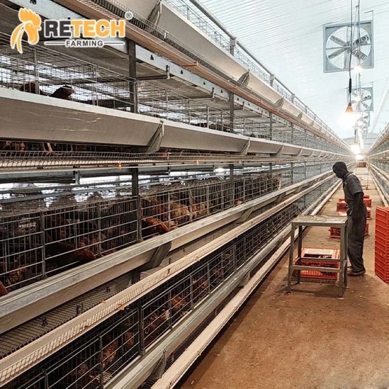 

Дизайнерские автоматические многослойные клетки, батарейки, слои оборудования для курицы и птицы