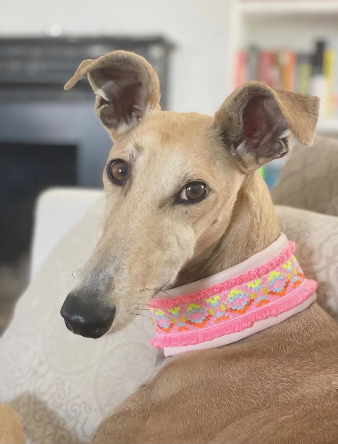 Italian Greyhound Collar/Whippet Collar/Soft Sheepskin Dog Collar Colorful Webbing Snap Pet Collar