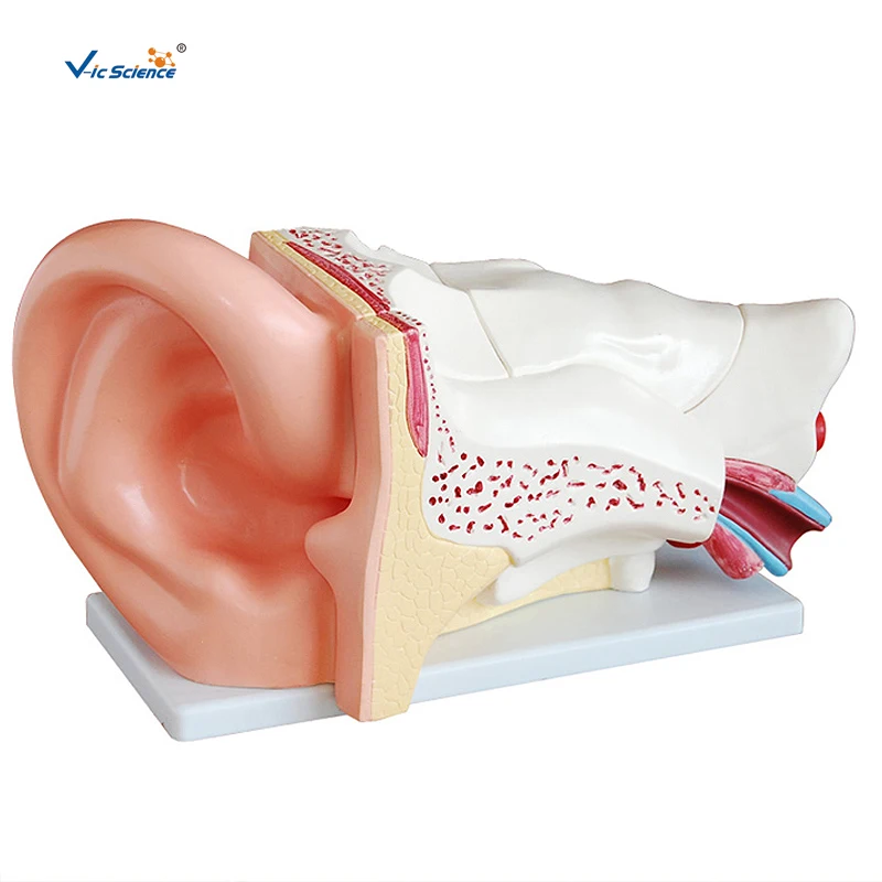 New Style Giant Ear Anatomy Teaching Medical Model