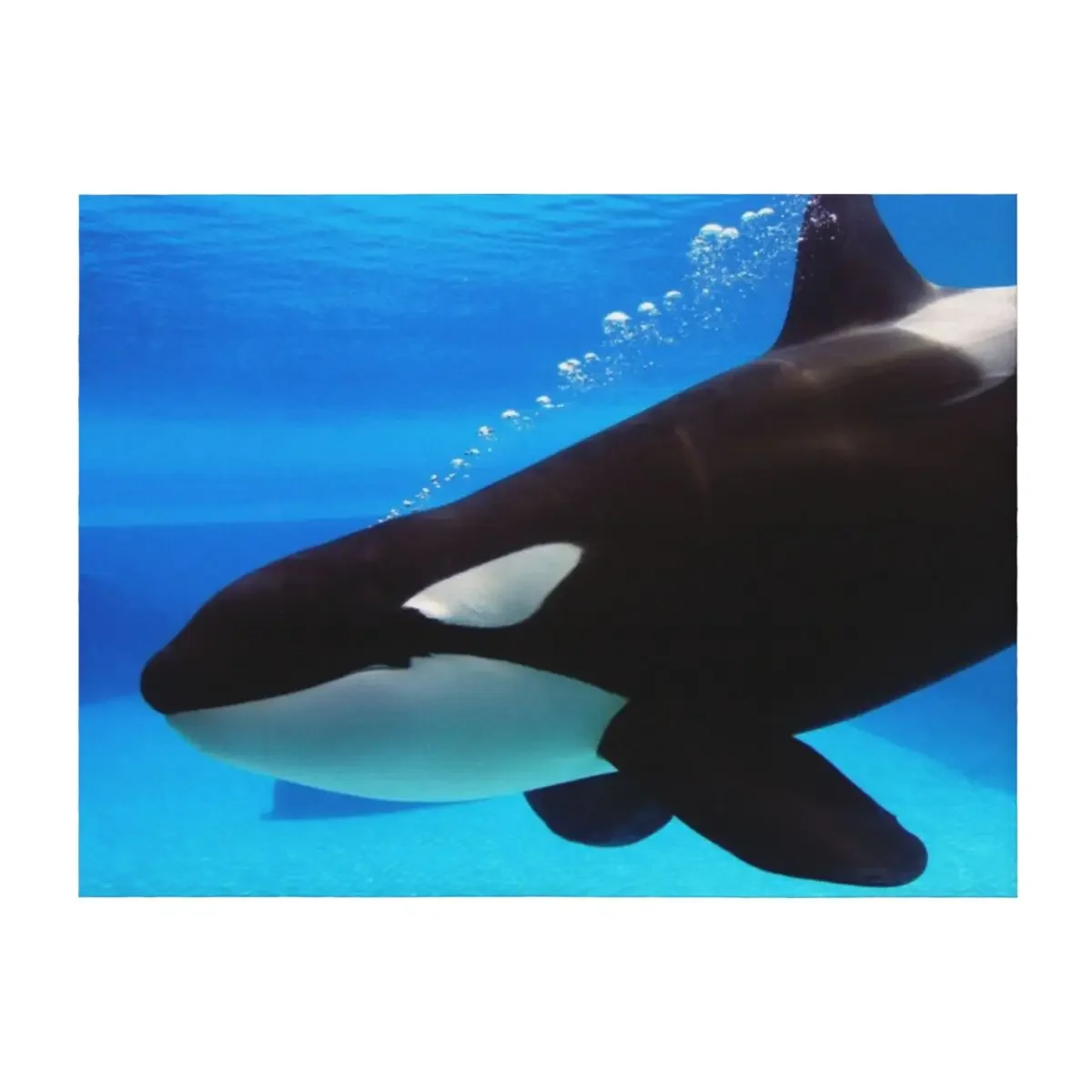 

Killer whale orca swimming underwater Throw Blanket Luxury St Blankets Sofas Of Decoration Luxury Throw Polar Blankets