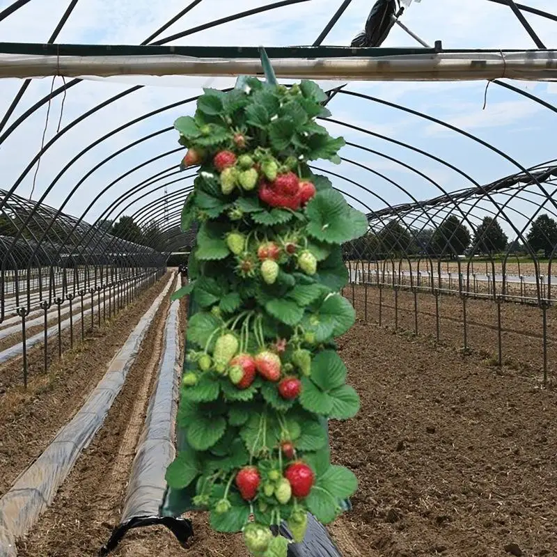 Hanging Flower Pouch Plant Grow Bags Heavy Duty Thickened Fabric Pots With Handles Plant Bags Strawberry Planting Containers