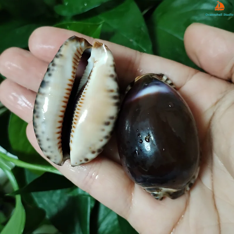 2 PC Mauritia Arabica Shells Purple Cowrie Seashell For DIY Crafts Snail Jewelry Gift Beach Wedding Decor 3CM-4CM