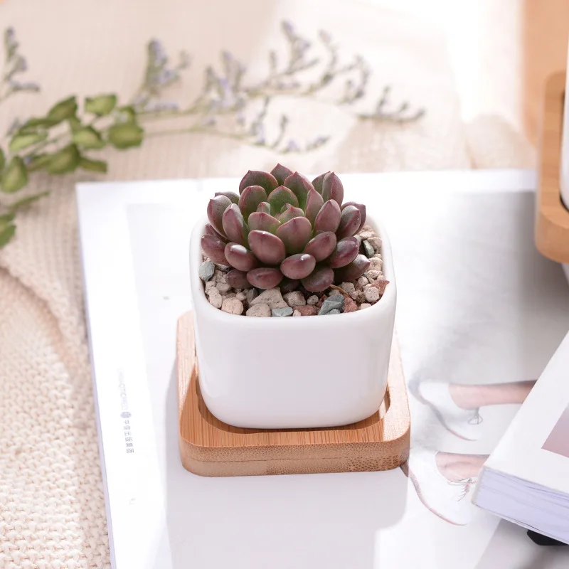 Geometic White Ceramic Square Bonsai Planter Little Succulent Flowerpots Modern Small Cactus Vases Bamboo Tray Office Decor