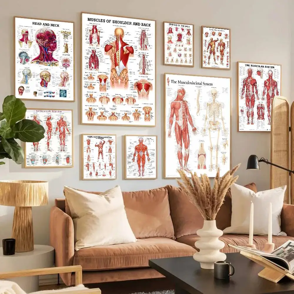 Anatomy The Neck Muscles Head Face Muscles Overview Art Medical Poster Waterproof Paper Sticker House Bar Room Wall Decor