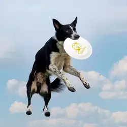 OUZEY Bite Resistant Pet Training Flying Disc Toys For Dogs Interactive Outdoor Puppy Training Aids Toys Pet Dog Accessories