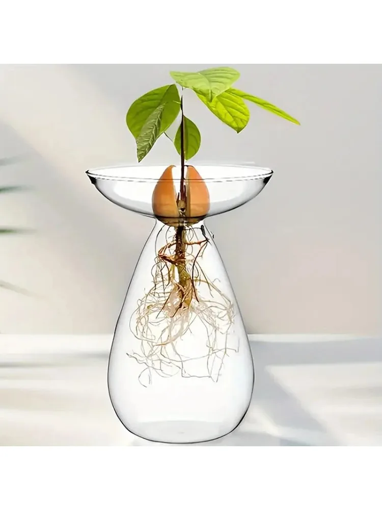 Vase hydroponique Transparent coloré d'avocat, Vase de démarrage de graines d'avocat en verre, Kit de culture de graines de plantes, décoration de maison pour les amateurs de jardinage
