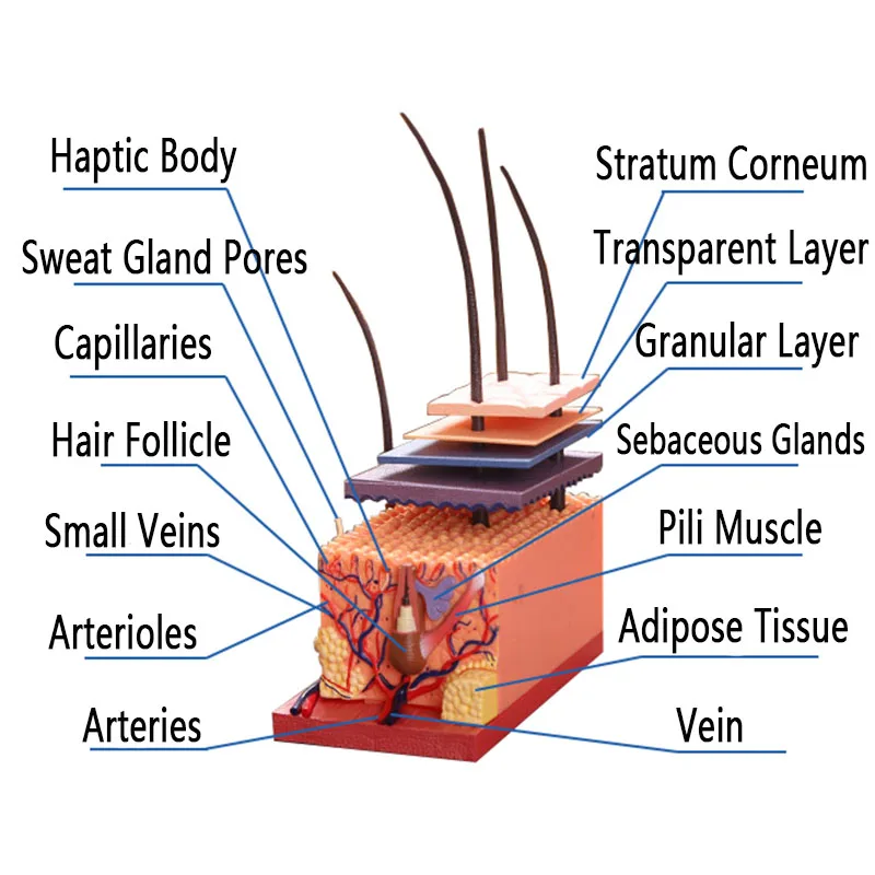 Human Skin Model Detachable DIY Assembling Anatomical Model 4D MASTER Human Skin Structure Model 19 PCS Teaching Tool Supplies