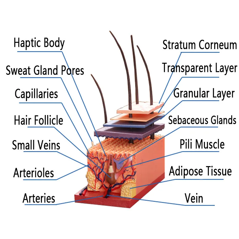 Модель кожи человека Съемная DIY сборка анатомическая модель 4D мастер модель структуры кожи человека 19 шт. принадлежности для обучающих