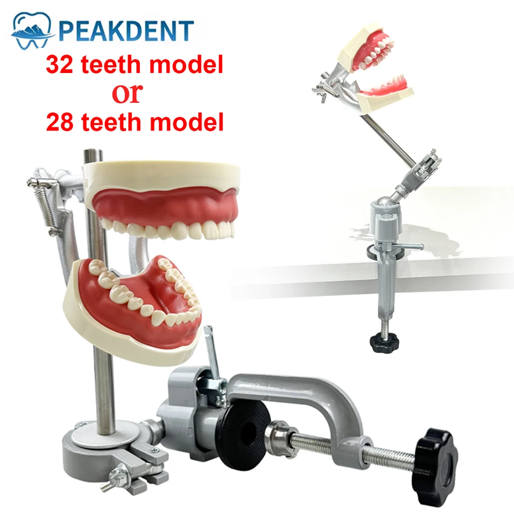 

Dental Practice Model Typodont Mounting Pole Tooth Model Adjustable Fix on Desk 28/32pcs Removable Screw-In Teeth Training Model