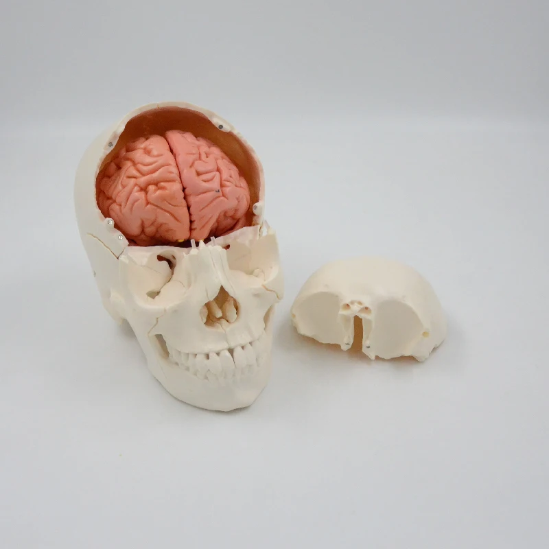 Modèle de crâne et d'anatomie du cerveau détachables, taille réelle, outil d'enseignement médical, équipement éducatif humain, cadeau professionnel, 30 pièces