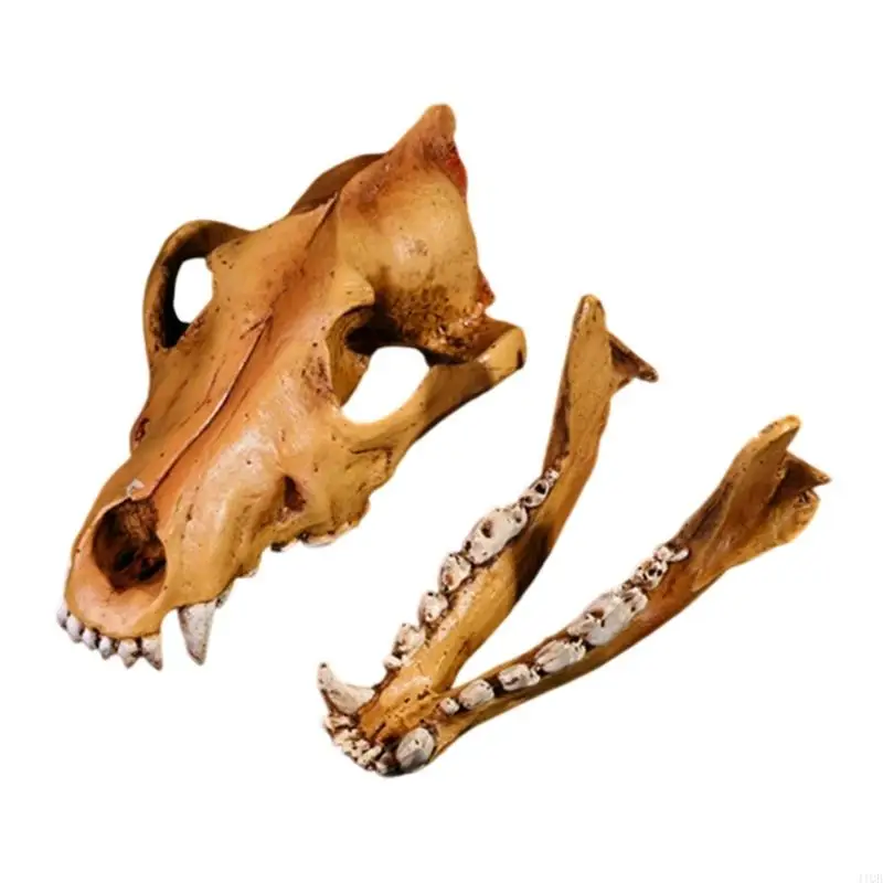 2025 New Resins Animal Skull Model Realistic Wolf Head Replicas Home Office Desk Ornament
