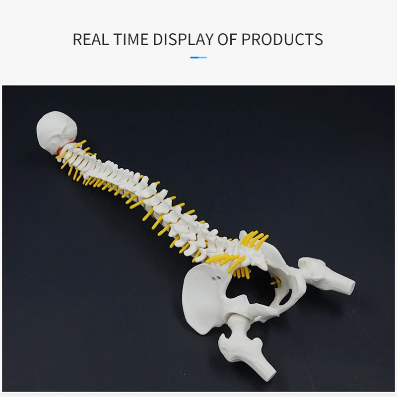 45CM Human Spine with Pelvic Model Human Anatomical Anatomy Spine Model Spinal Column Model+Stand FexibleJAS