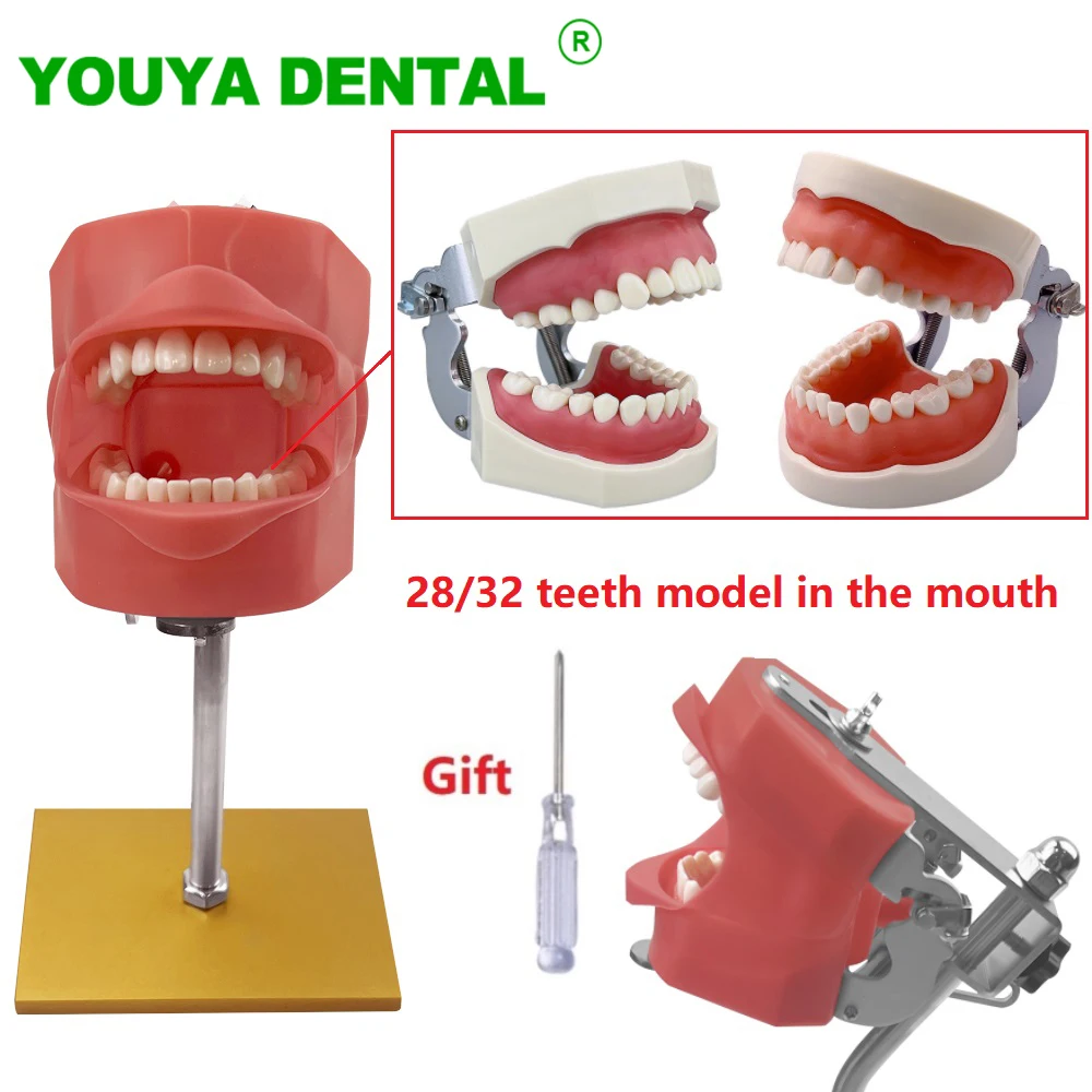 Dental Phantom Head Model With 28/32 Replacement Teeth Dentistry Simulator Typodont Equipment For Dentist Teaching Studying Hot