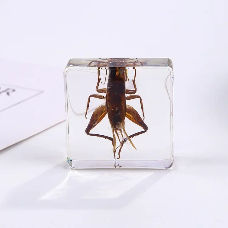 Vierkant insectenspecimen van hars, extra cognitieve leermiddelen, dierenspecimen, kunstmatig amber handwerkornament