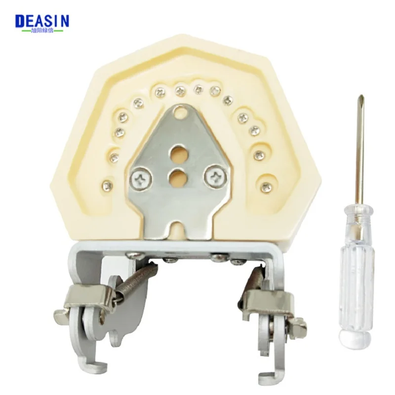 28/32 Model zębów dentystycznych dla dentysty studenta stomatologii studiującego edukację wyświetla modele typodontów z wyjmowanym zębem