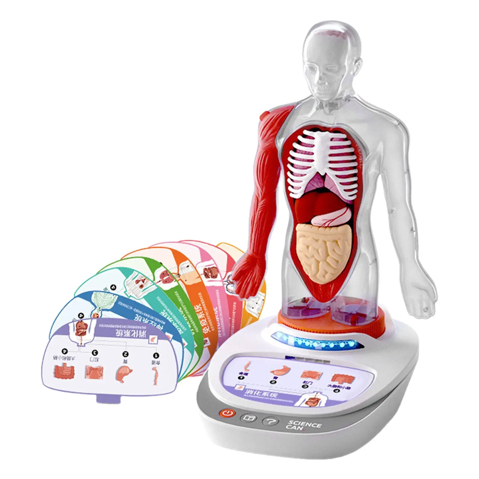 Human Body Model for Kids Human Body Organ Awareness Teaching Aid 3D Puzzle Toys Teaching Props for Class Teacher Supplies Kids