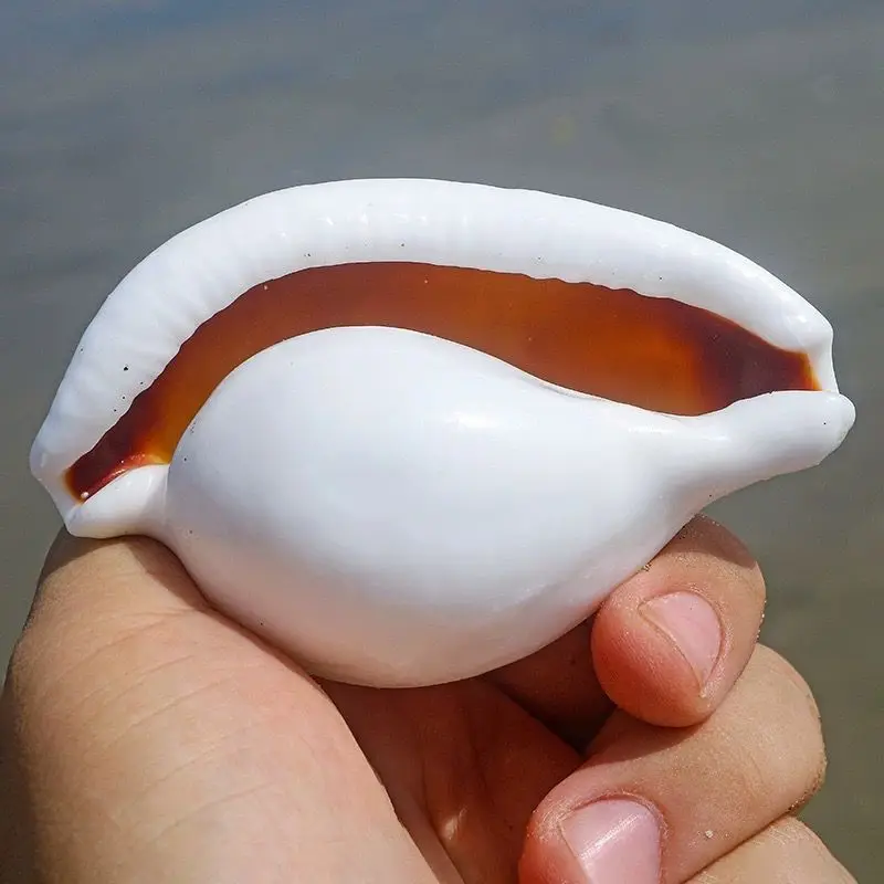 Natural Conch Shell White Rabbit Snail Specimen Collection Landscape Decoration Platform Decoration