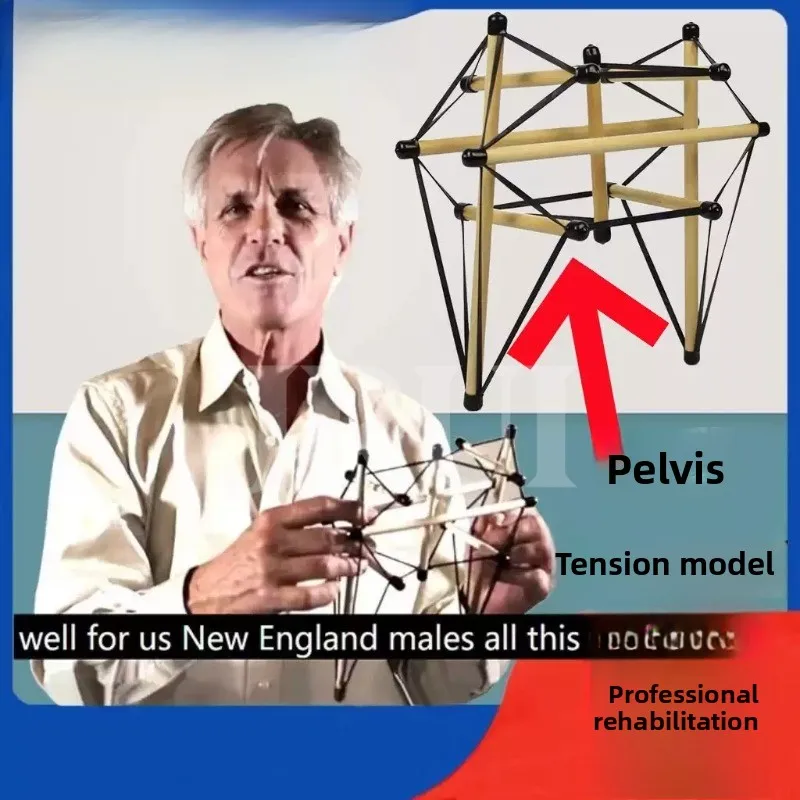Pelvic Tensegrity Structure Rehabilitation Teaching Model