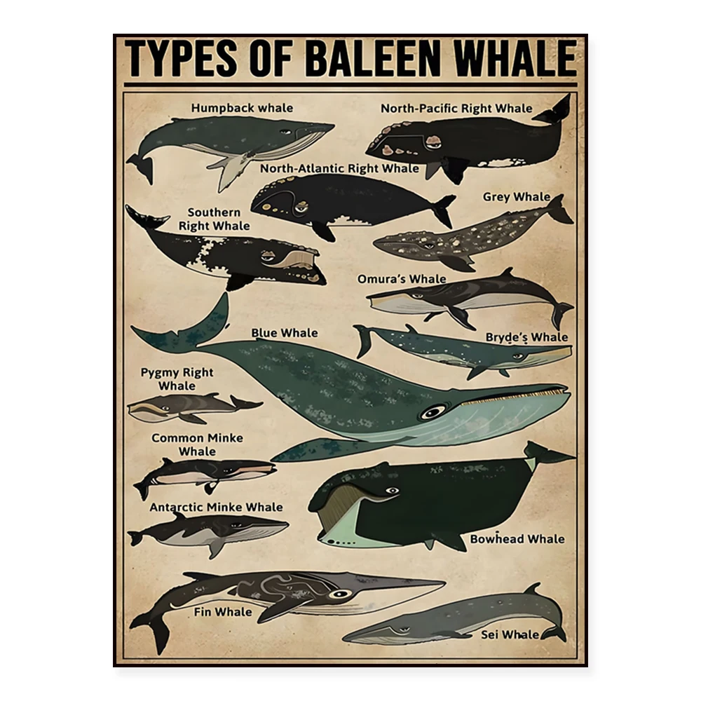 

Types of Baleen Whales, Antarctic Mink Whale, Humpback Whale, North Pacific Right Whale, Baleen Whale Vintage Knowledge Poster