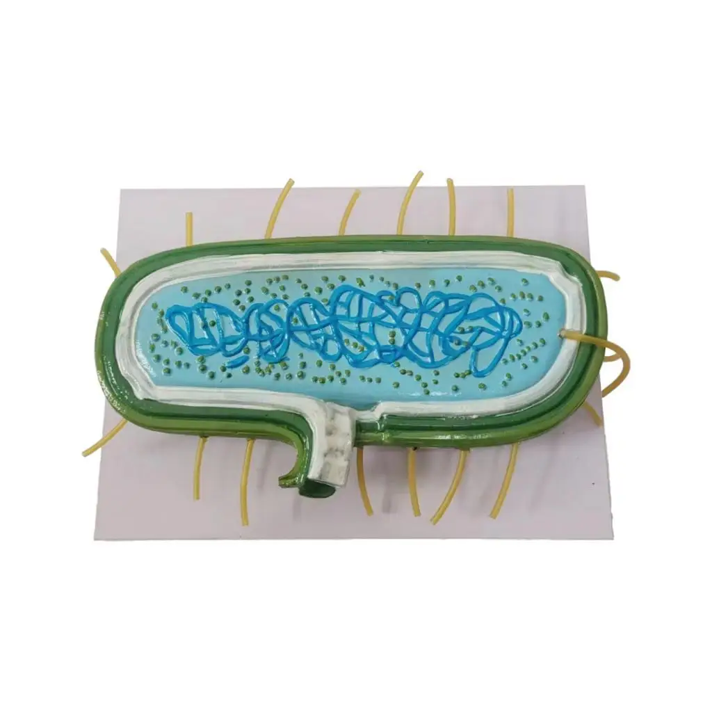 Anatomy Model Enlarged Biological Model Basic Teaching Cytoplasmic Membrane Prokaryotic Bacteria for Students
