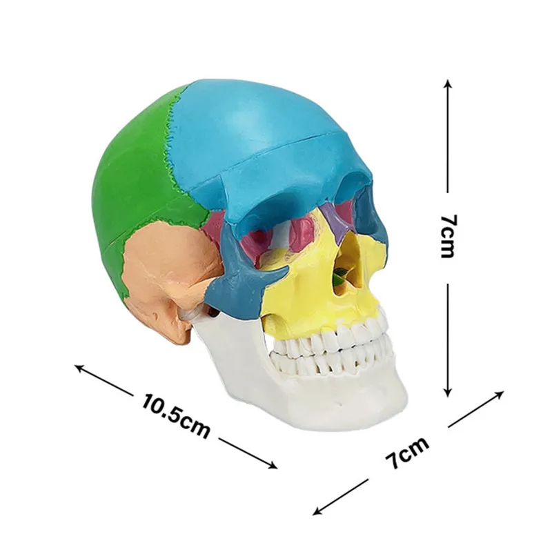 Mini Colorful Skull Anatomical Model Anatomy Teaching Skeleton Head Medical Demonstration Model Dentistry Laboratory Supplies